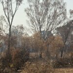 Nothing green remains